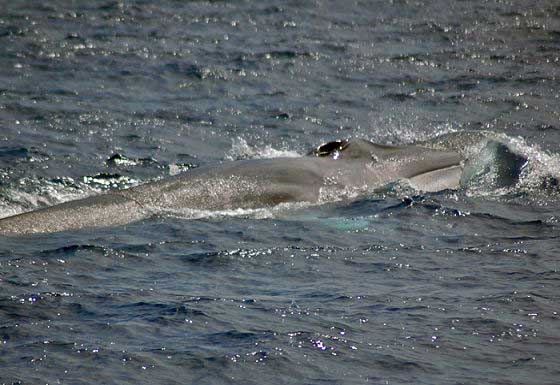 Fin whale